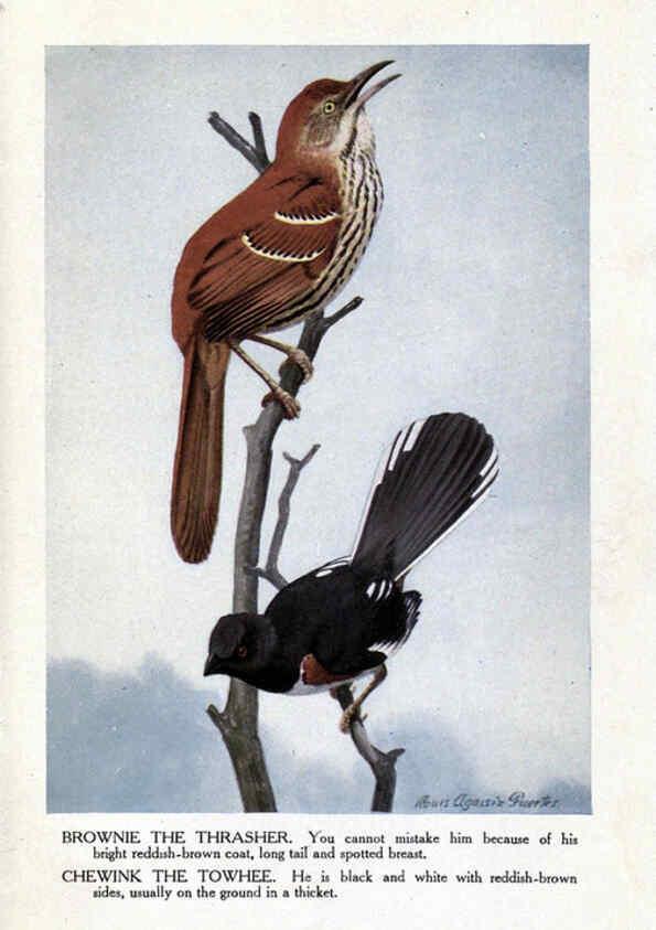 Reproducción/Reproduction 6243816138: The Burgess bird book for children Boston :Little, Brown, and company,1919