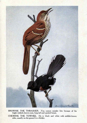 Reproducción/Reproduction 6243816138: The Burgess bird book for children Boston :Little, Brown, and company,1919
