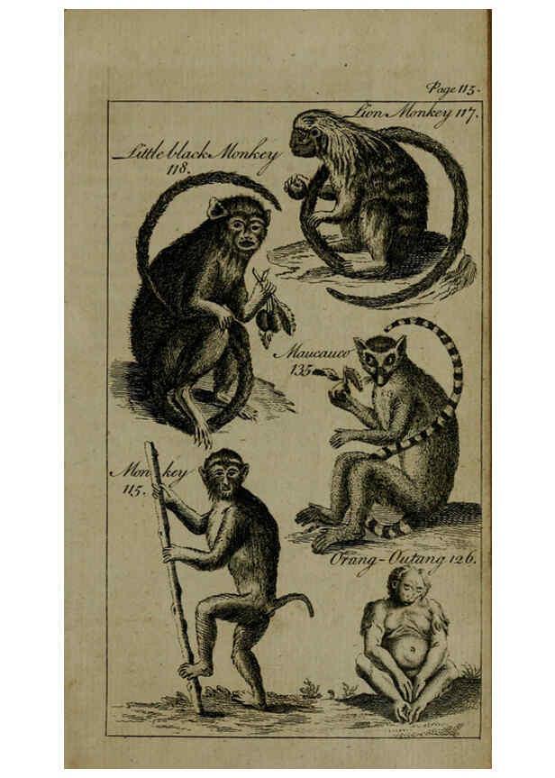 Reproducción/Reproduction 6243881786: A new and accurate system of natural history ... v.1 London,Printed for J. Newbery,1763