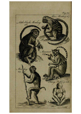 Reproducción/Reproduction 6243881786: A new and accurate system of natural history ... v.1 London,Printed for J. Newbery,1763