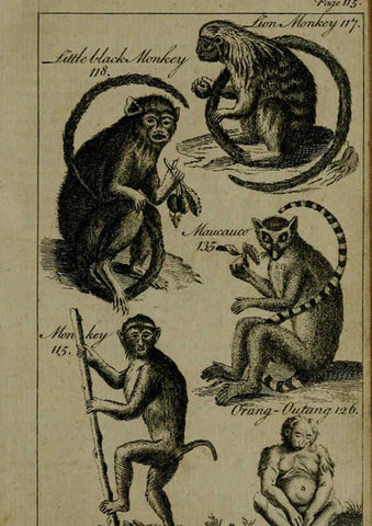 Reproducción/Reproduction 6243881786: A new and accurate system of natural history ... v.1 London,Printed for J. Newbery,1763