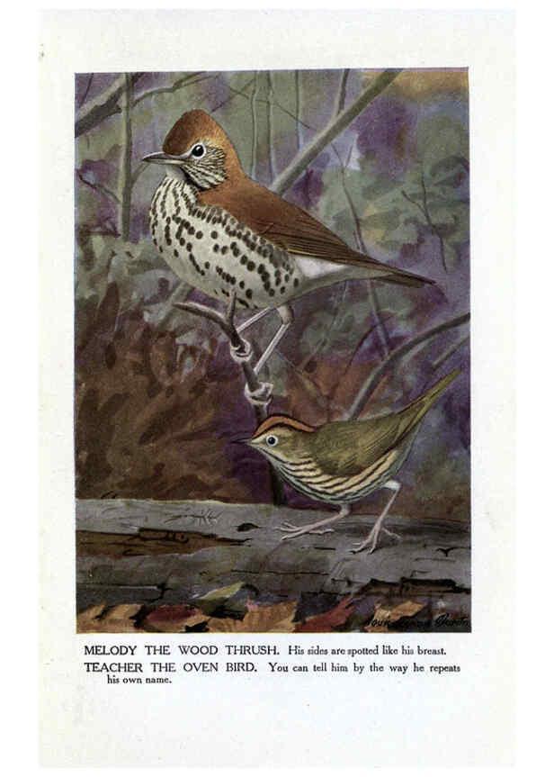 Reproducción/Reproduction 6243816448: The Burgess bird book for children Boston :Little, Brown, and company,1919