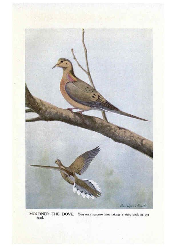 Reproducción/Reproduction 6243300749: The Burgess bird book for children Boston :Little, Brown, and company,1919