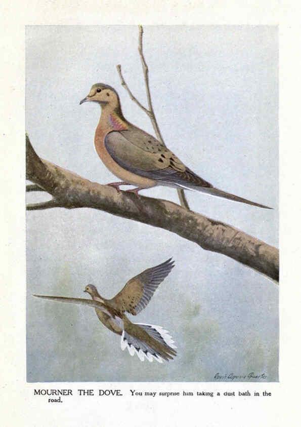 Reproducción/Reproduction 6243300749: The Burgess bird book for children Boston :Little, Brown, and company,1919