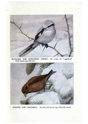 Reproducción/Reproduction 6243300919: The Burgess bird book for children Boston :Little, Brown, and company,1919