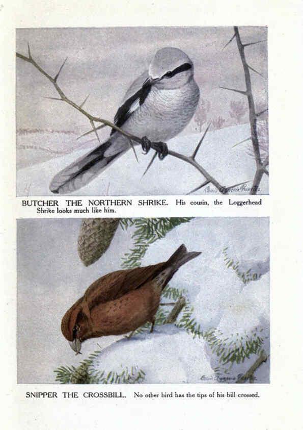 Reproducción/Reproduction 6243300919: The Burgess bird book for children Boston :Little, Brown, and company,1919