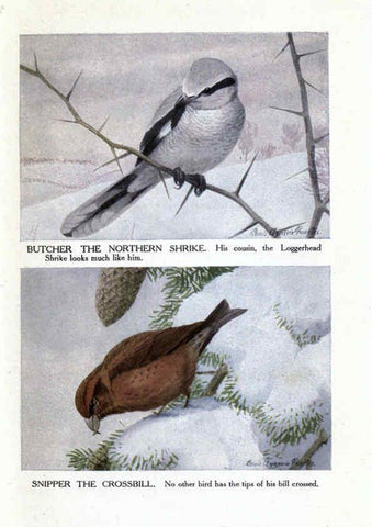 Reproducción/Reproduction 6243300919: The Burgess bird book for children Boston :Little, Brown, and company,1919