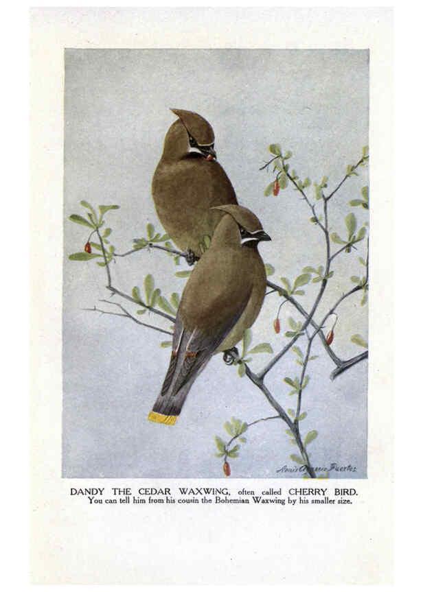 Reproducción/Reproduction 6243301227: The Burgess bird book for children Boston :Little, Brown, and company,1919