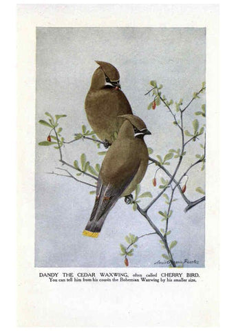 Reproducción/Reproduction 6243301227: The Burgess bird book for children Boston :Little, Brown, and company,1919