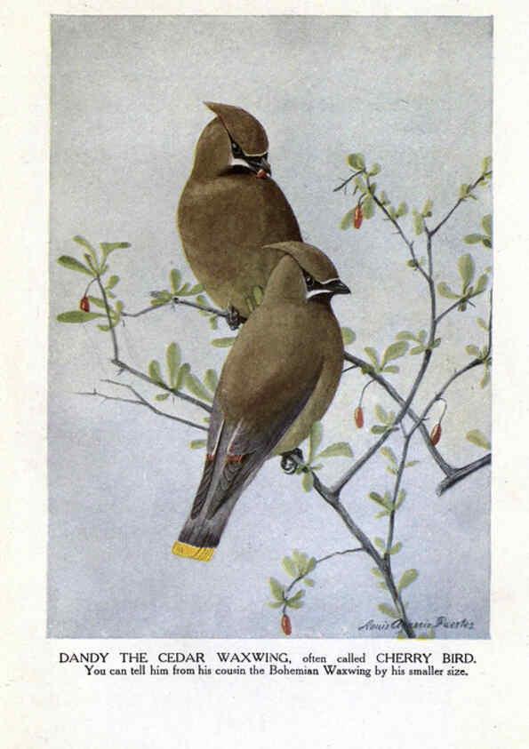 Reproducción/Reproduction 6243301227: The Burgess bird book for children Boston :Little, Brown, and company,1919