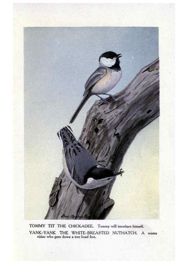Reproducción/Reproduction 6243817746: The Burgess bird book for children Boston :Little, Brown, and company,1919