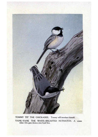 Reproducción/Reproduction 6243817746: The Burgess bird book for children Boston :Little, Brown, and company,1919