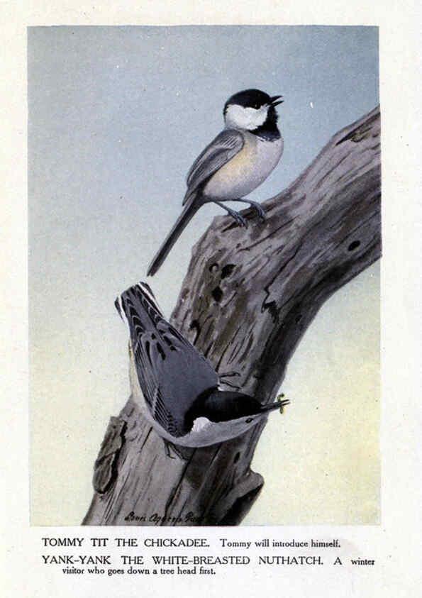 Reproducción/Reproduction 6243817746: The Burgess bird book for children Boston :Little, Brown, and company,1919