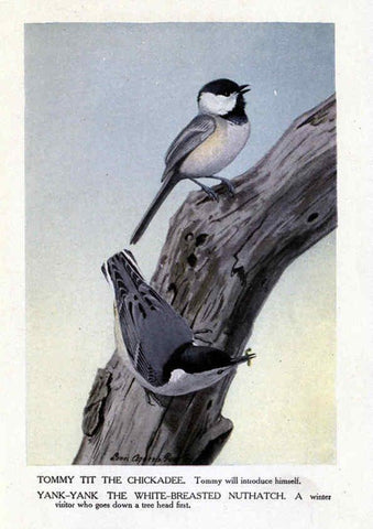 Reproducción/Reproduction 6243817746: The Burgess bird book for children Boston :Little, Brown, and company,1919