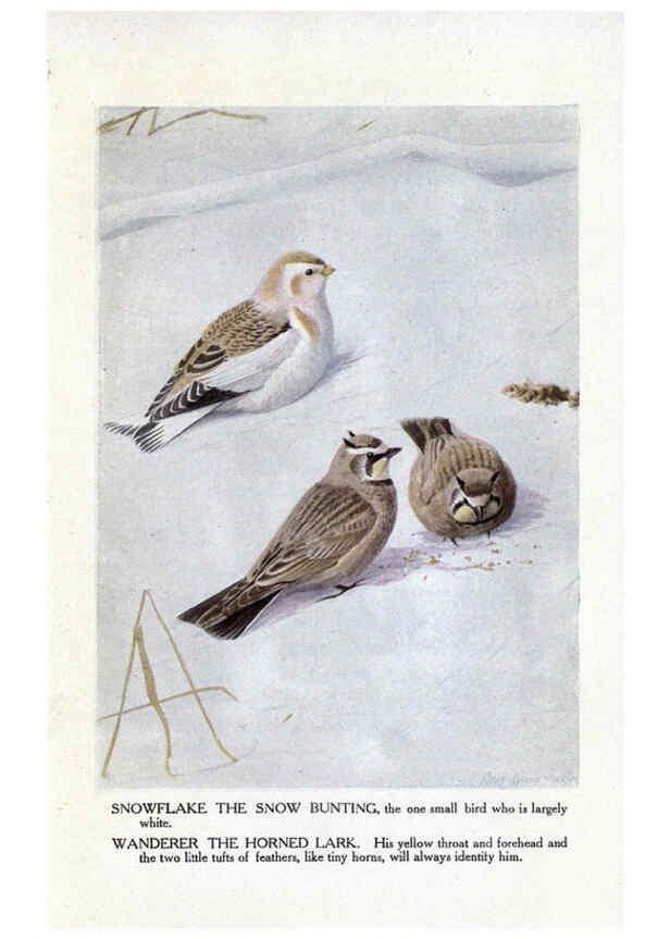 Reproducción/Reproduction 6243817948: The Burgess bird book for children Boston :Little, Brown, and company,1919
