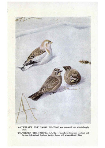 Reproducción/Reproduction 6243817948: The Burgess bird book for children Boston :Little, Brown, and company,1919