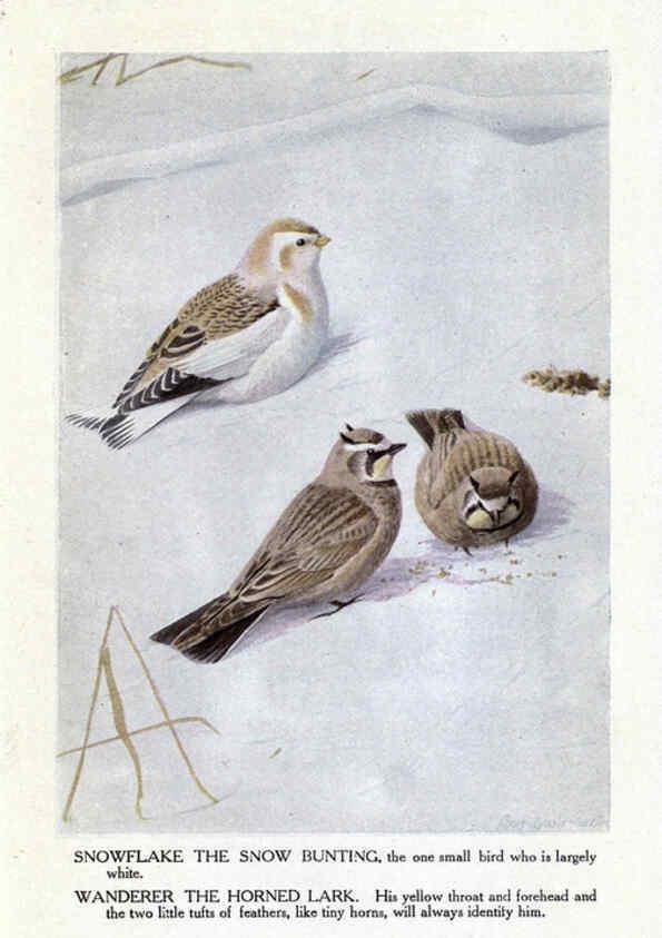 Reproducción/Reproduction 6243817948: The Burgess bird book for children Boston :Little, Brown, and company,1919