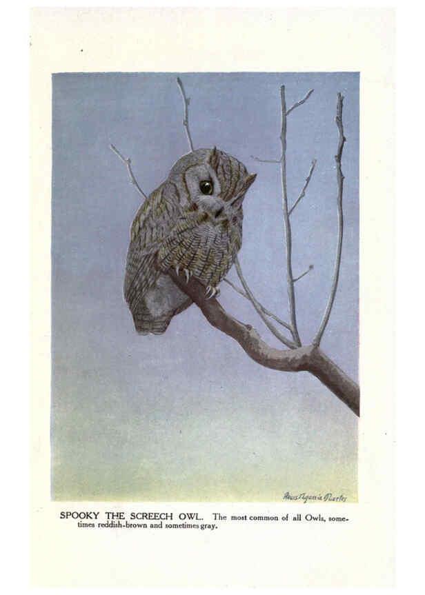 Reproducción/Reproduction 6243818174: The Burgess bird book for children Boston :Little, Brown, and company,1919
