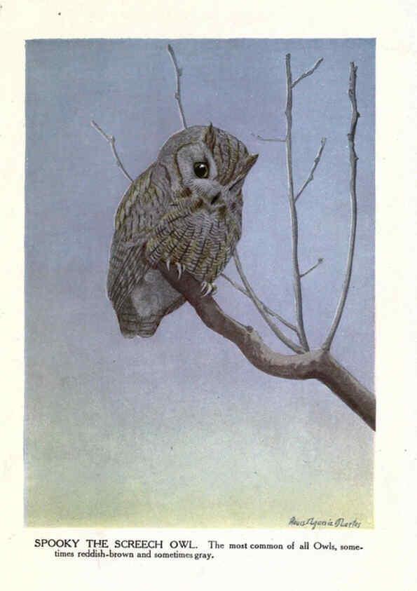 Reproducción/Reproduction 6243818174: The Burgess bird book for children Boston :Little, Brown, and company,1919