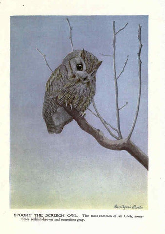 Reproducción/Reproduction 6243818174: The Burgess bird book for children Boston :Little, Brown, and company,1919