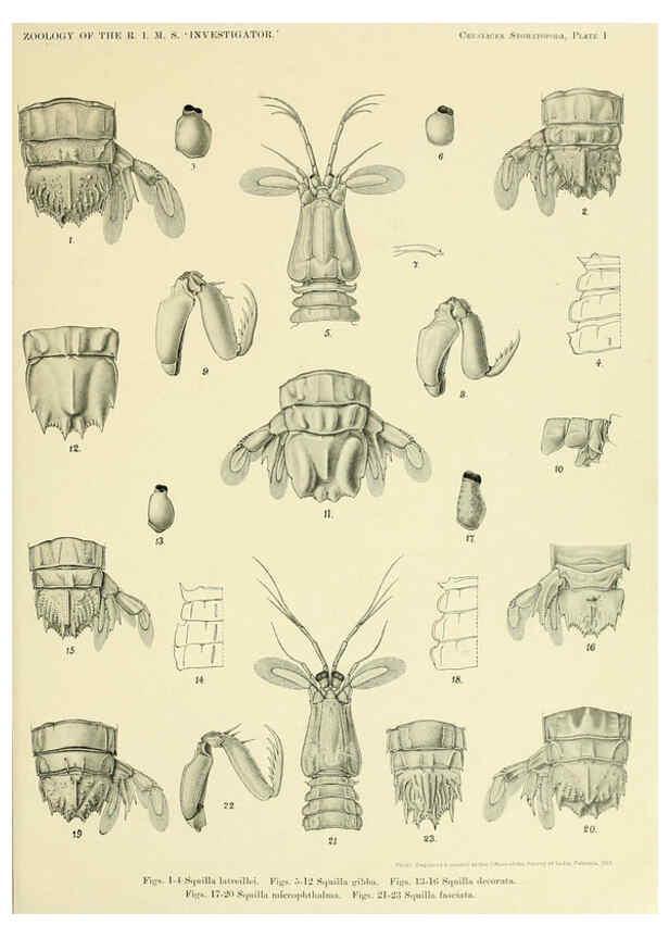 Reproducción/Reproduction 6243836594: An account of the Crustacea Stomatopoda of the Indo-Pacific region Calcutta,1913
