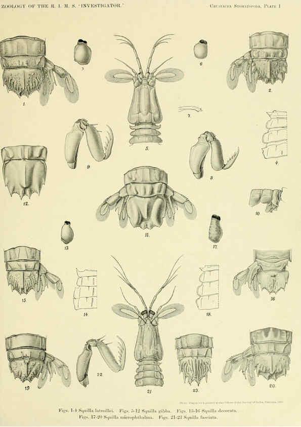 Reproducción/Reproduction 6243836594: An account of the Crustacea Stomatopoda of the Indo-Pacific region Calcutta,1913