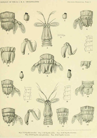 Reproducción/Reproduction 6243836594: An account of the Crustacea Stomatopoda of the Indo-Pacific region Calcutta,1913