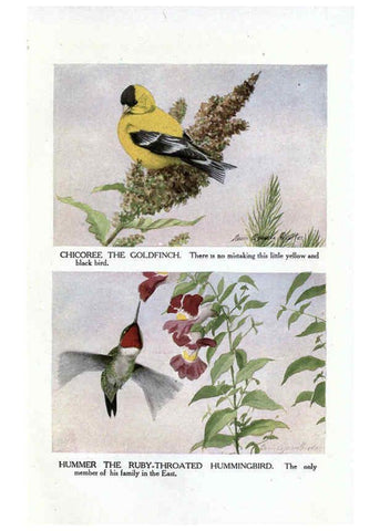Reproducción/Reproduction 6243816708: The Burgess bird book for children Boston :Little, Brown, and company,1919