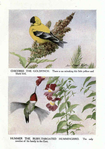 Reproducción/Reproduction 6243816708: The Burgess bird book for children Boston :Little, Brown, and company,1919