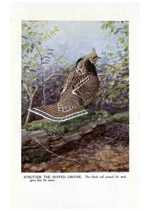 Reproducción/Reproduction 6243298047: The Burgess bird book for children Boston :Little, Brown, and company,1919