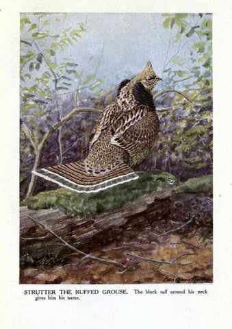Reproducción/Reproduction 6243298047: The Burgess bird book for children Boston :Little, Brown, and company,1919