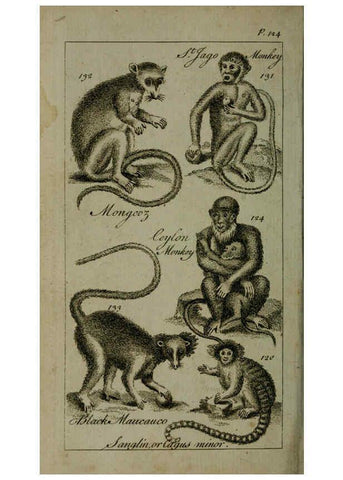 Reproducción/Reproduction 6243882108: A new and accurate system of natural history ... v.1 London,Printed for J. Newbery,1763