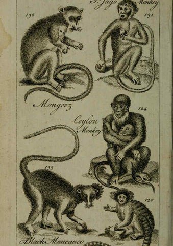 Reproducción/Reproduction 6243882108: A new and accurate system of natural history ... v.1 London,Printed for J. Newbery,1763