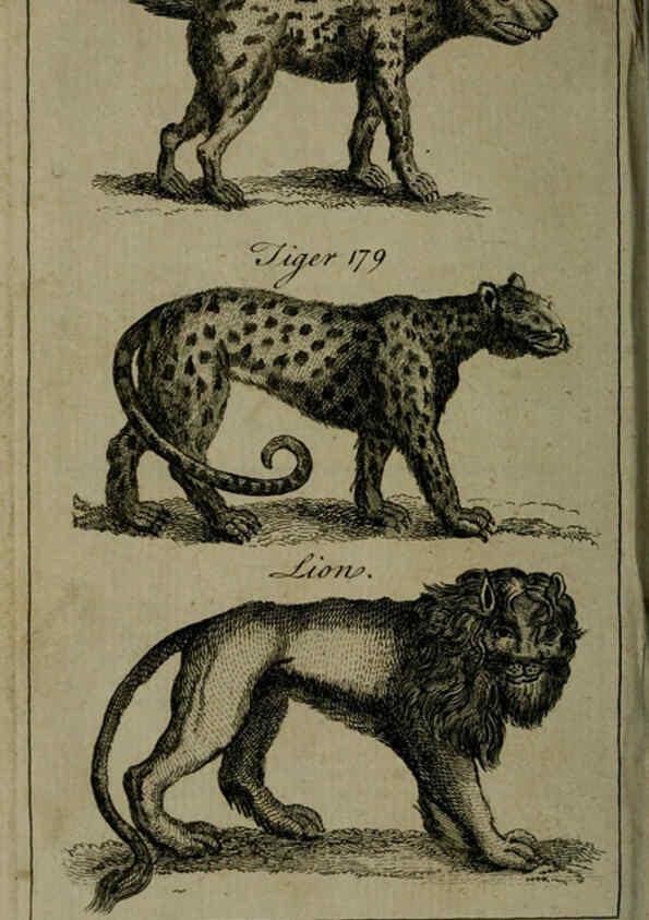 Reproducción/Reproduction 6243364599: A new and accurate system of natural history ... v.1 London,Printed for J. Newbery,1763