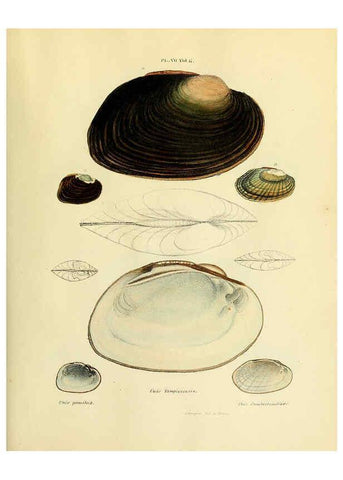 Reproducción/Reproduction 6243449471: Transactions of the American Philosophical Society. v.6. Philadelphia :The Society, 1839