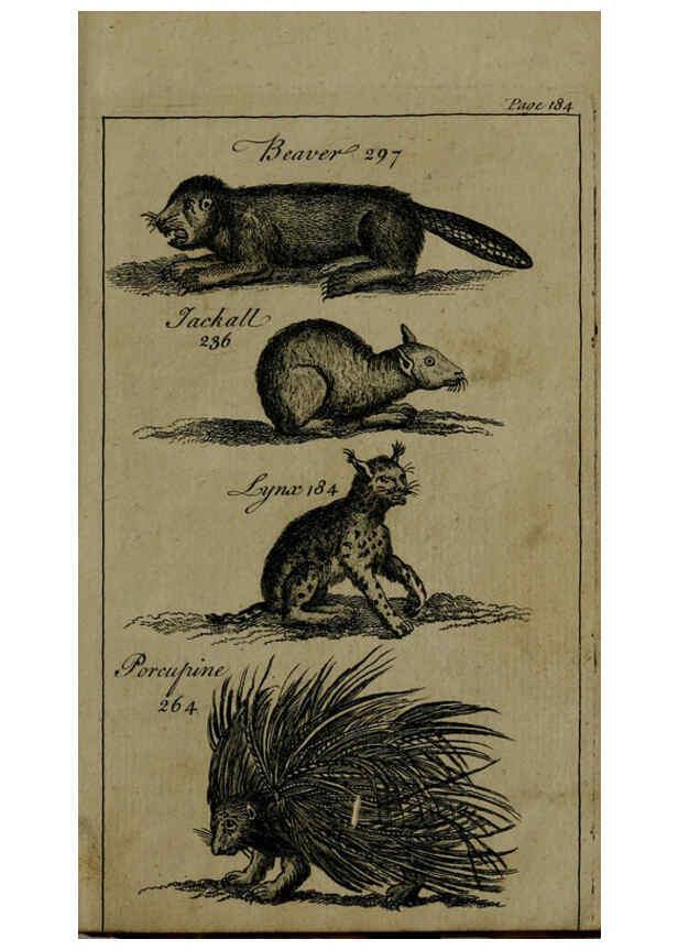 Reproducción/Reproduction 6243882910: A new and accurate system of natural history ... v.1 London,Printed for J. Newbery,1763