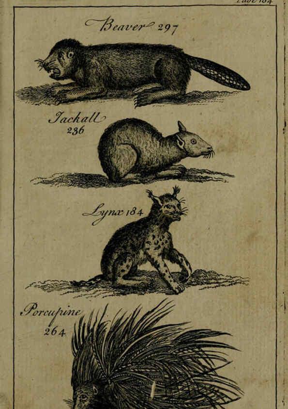Reproducción/Reproduction 6243882910: A new and accurate system of natural history ... v.1 London,Printed for J. Newbery,1763