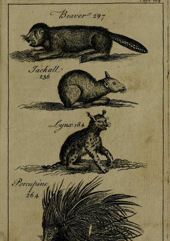 Reproducción/Reproduction 6243882910: A new and accurate system of natural history ... v.1 London,Printed for J. Newbery,1763