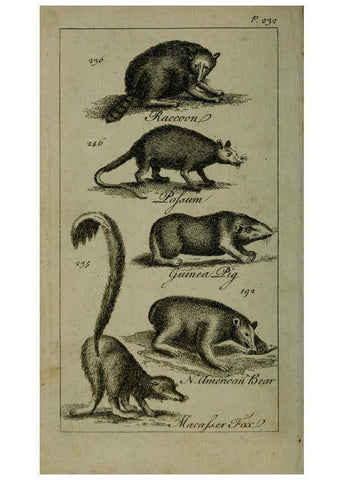 Reproducción/Reproduction 6243883508: A new and accurate system of natural history ... v.1 London,Printed for J. Newbery,1763