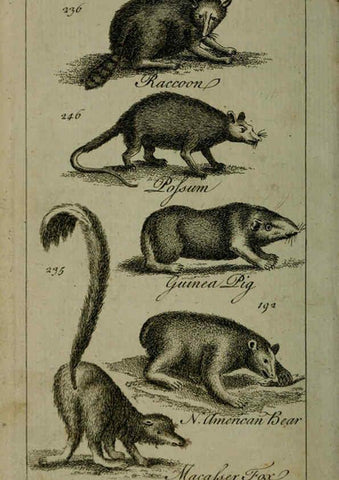 Reproducción/Reproduction 6243883508: A new and accurate system of natural history ... v.1 London,Printed for J. Newbery,1763