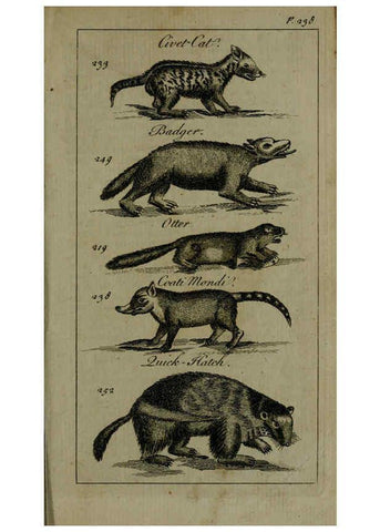 Reproducción/Reproduction 6243883788: A new and accurate system of natural history ... v.1 London,Printed for J. Newbery,1763