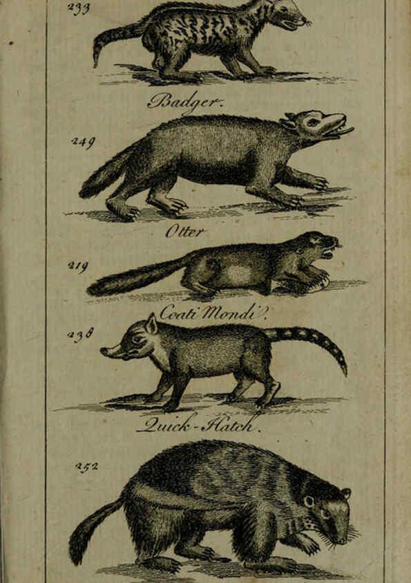 Reproducción/Reproduction 6243883788: A new and accurate system of natural history ... v.1 London,Printed for J. Newbery,1763