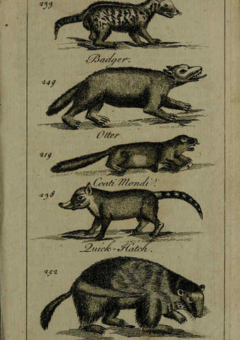 Reproducción/Reproduction 6243883788: A new and accurate system of natural history ... v.1 London,Printed for J. Newbery,1763