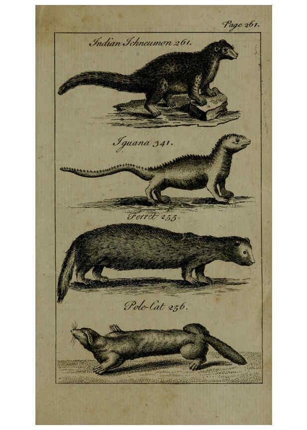 Reproducción/Reproduction 6243883994: A new and accurate system of natural history ... v.1 London,Printed for J. Newbery,1763