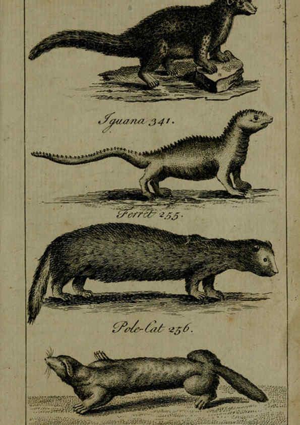 Reproducción/Reproduction 6243883994: A new and accurate system of natural history ... v.1 London,Printed for J. Newbery,1763