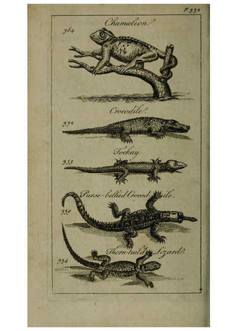 Reproducción/Reproduction 6243884502: A new and accurate system of natural history ... v.1 London,Printed for J. Newbery,1763