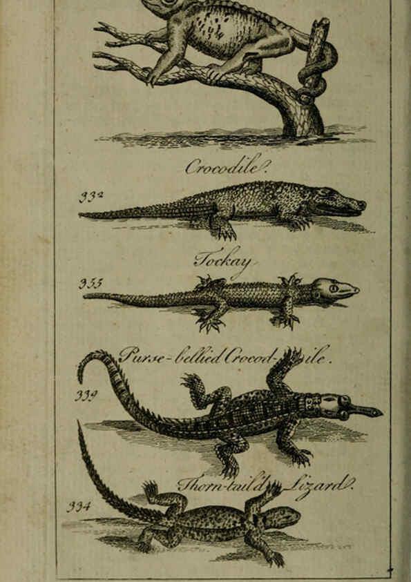 Reproducción/Reproduction 6243884502: A new and accurate system of natural history ... v.1 London,Printed for J. Newbery,1763