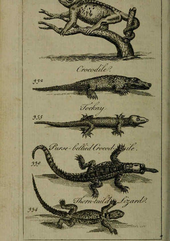 Reproducción/Reproduction 6243884502: A new and accurate system of natural history ... v.1 London,Printed for J. Newbery,1763