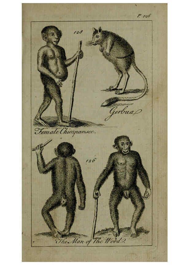 Reproducción/Reproduction 6243882338: A new and accurate system of natural history ... v.1 London,Printed for J. Newbery,1763