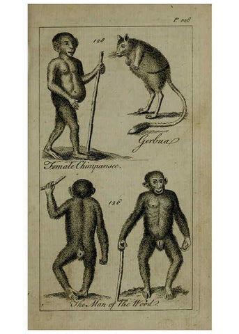 Reproducción/Reproduction 6243882338: A new and accurate system of natural history ... v.1 London,Printed for J. Newbery,1763